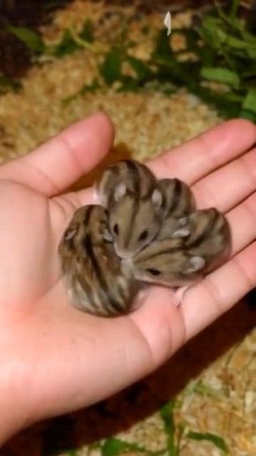 у хомяка флаг СССР