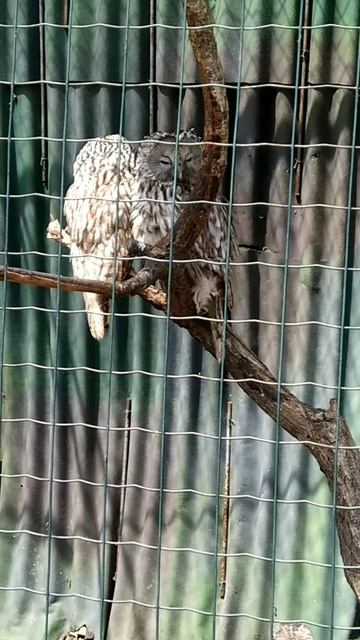 Длиннохвостая неясыть.