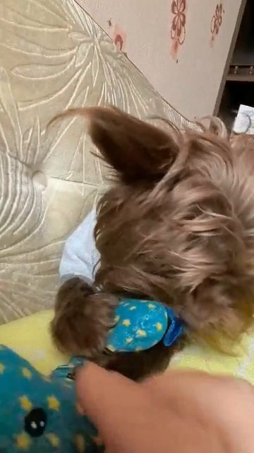 Мой Йорк Йоркширский терьер🐾🐾