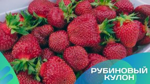 Земляничный конвеер в моем саду
