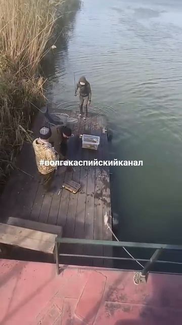 #рыбалка  #астраханьрыбалка Рыбалка в Астраханская область красноперка #красноперка
