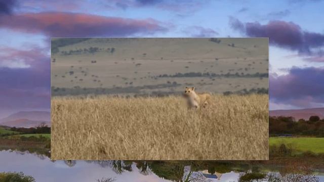 Безумная биология Льва