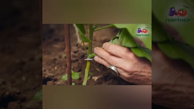 Как формировать баклажаны.