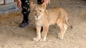 В Мариупольском зоопарке поселили львенка, найденного на дороге