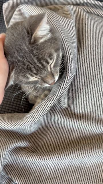 Мило спящий котик и шотландская вислоухая кошечка 😺🐱