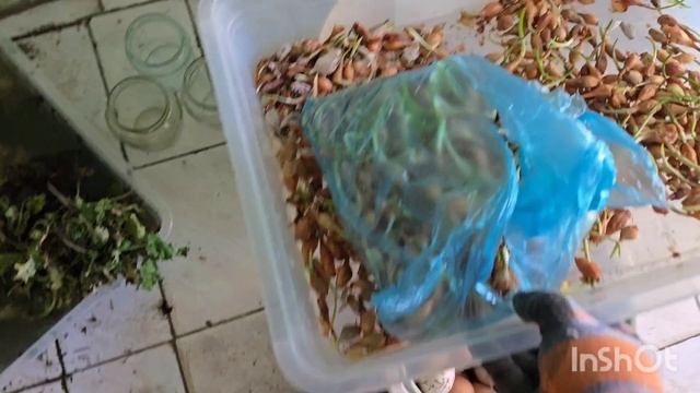 гусята неудачные///заложили в  инкубатор яйца