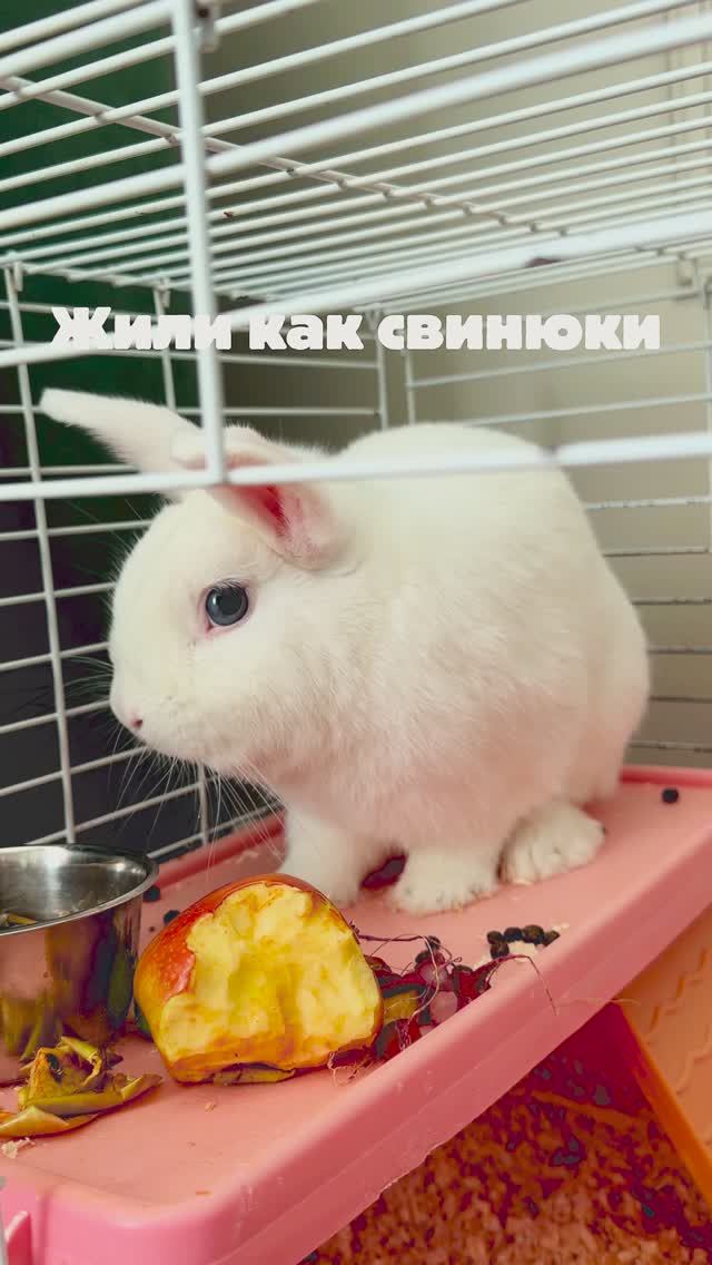 Очиститель для обуви и всего, Артикул WB: 154868150