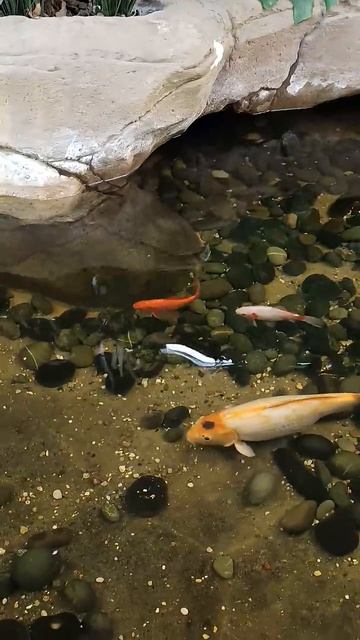 Рыбки в магазине автозапчастей) вот бы такую поймать))😍😍😍