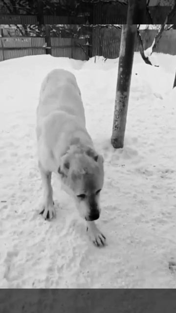 Уснула и не проснулась❗Прощай, САО Геля 🌹❗Пост в описании  🎥 #собака #алабай #сао #любовь