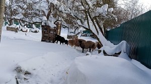 Прошедшей зимой