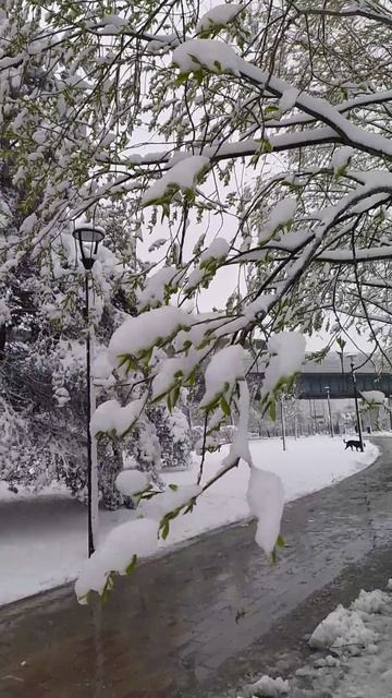27.4.26 Москва, Южное Бутово