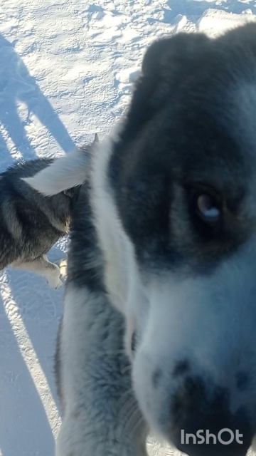 Попрошайки лохматые.mp4