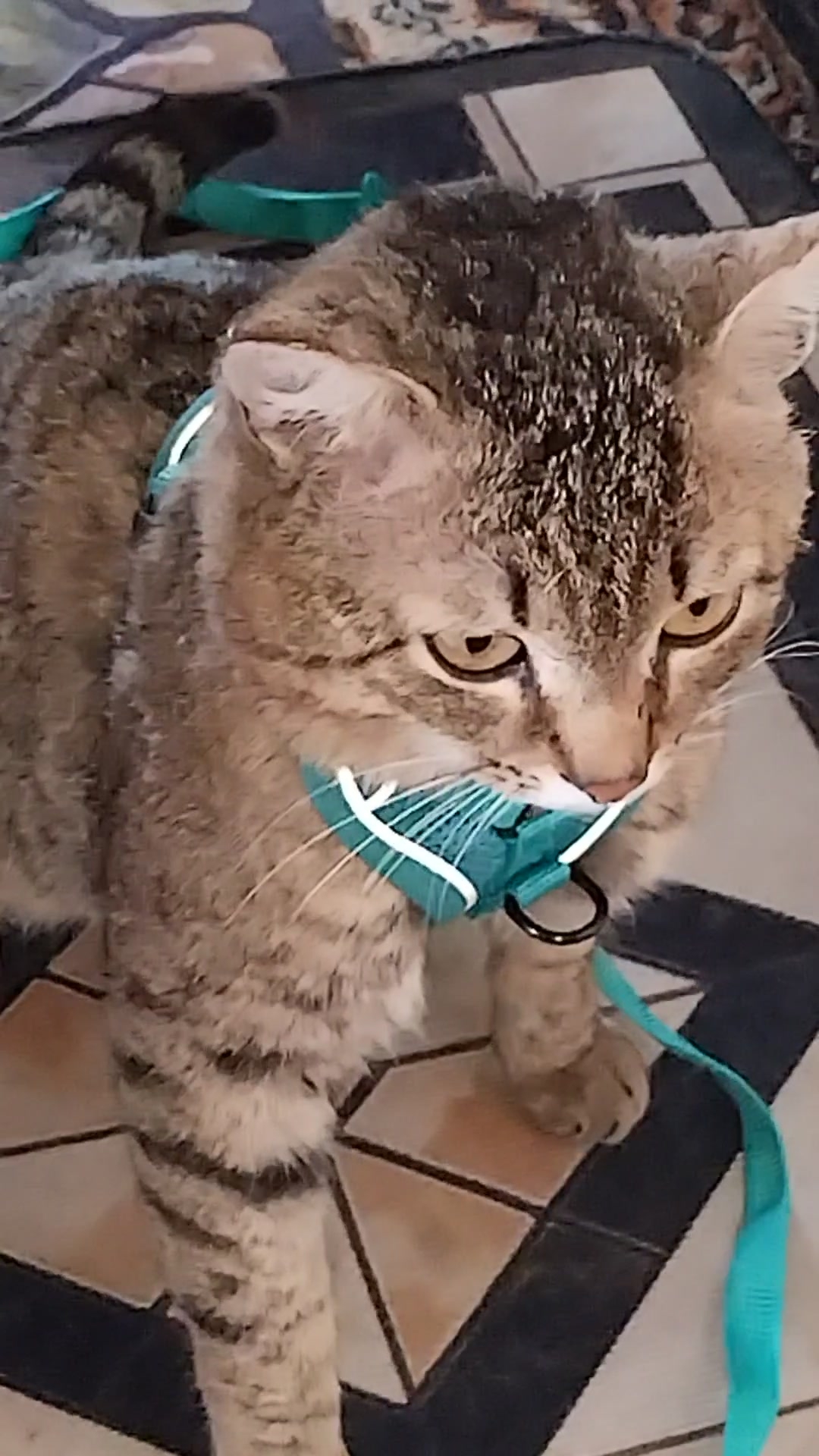 Любите котиков!😻 Смешные животные. 01-05-2026