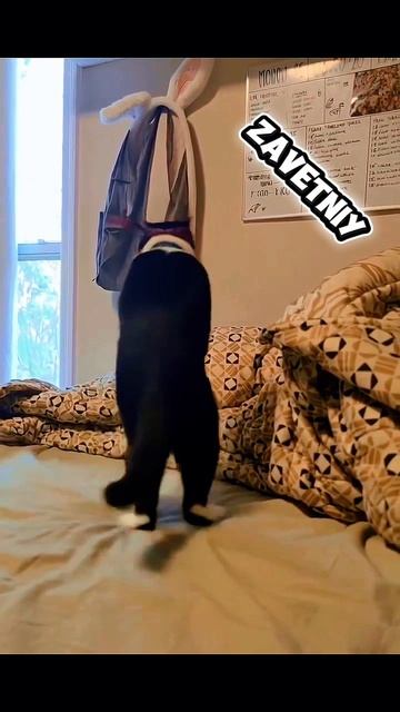 Кот танцует на кровати под рэпчик