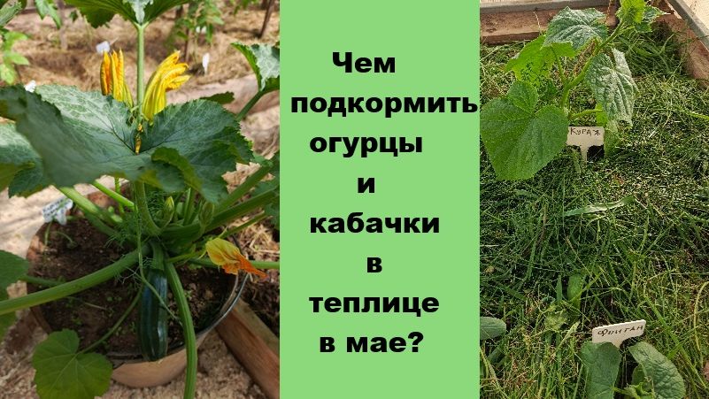 Как я подкармливаю кабачки и огурцы, растущие в теплице?
