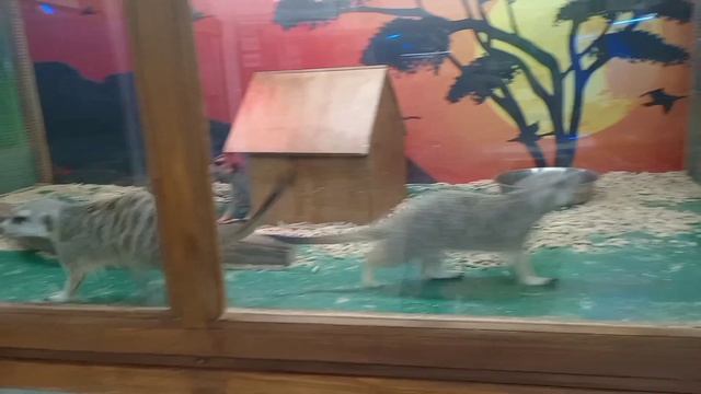 Мы поехали  на выстовку зверей