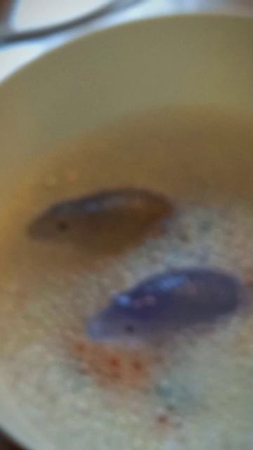 🎀влог с реборноми тюленями Шелли и кингер!