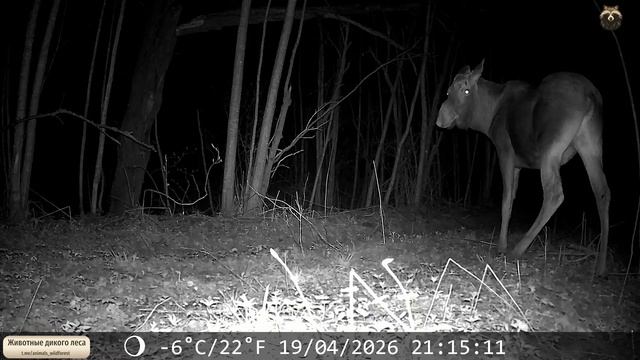 Лосяш  гуляет по этой же дороге.mp4