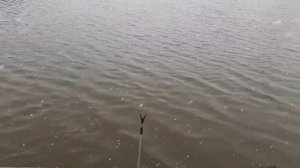 поимка форели