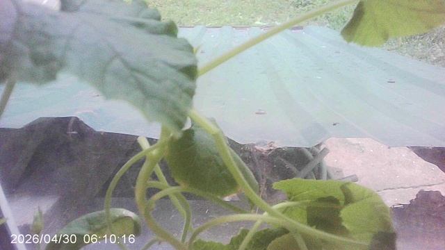 Обзор кабачкового растения сорта 