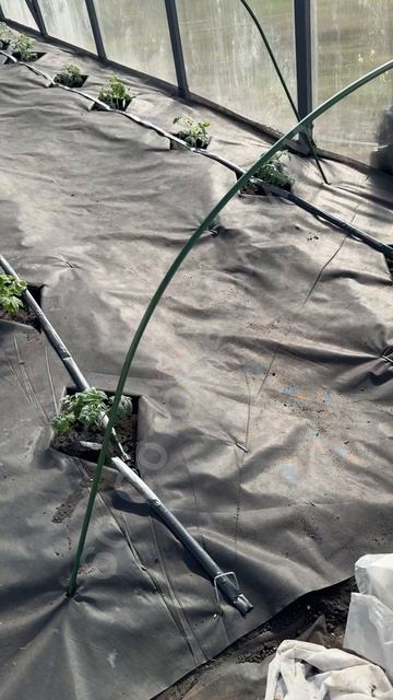 Томаты уже набрали цвет! Вот что делаю!