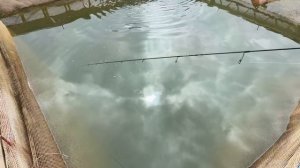 Проверка активности форели! Рыба клюет