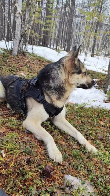 Голубоглазый граф на природе