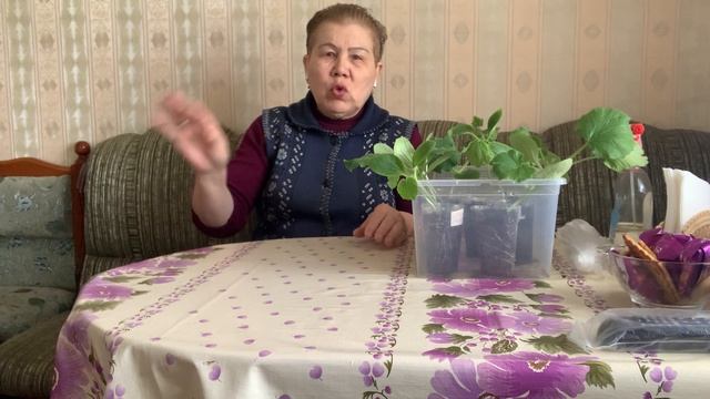 Рассада цукини выросла большая.