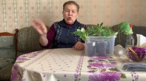 Рассада цукини выросла большая.