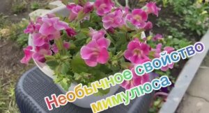 Выращивание мимулюса из семян