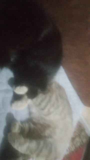 Драка Кисы И Моцорта 1 Чясть