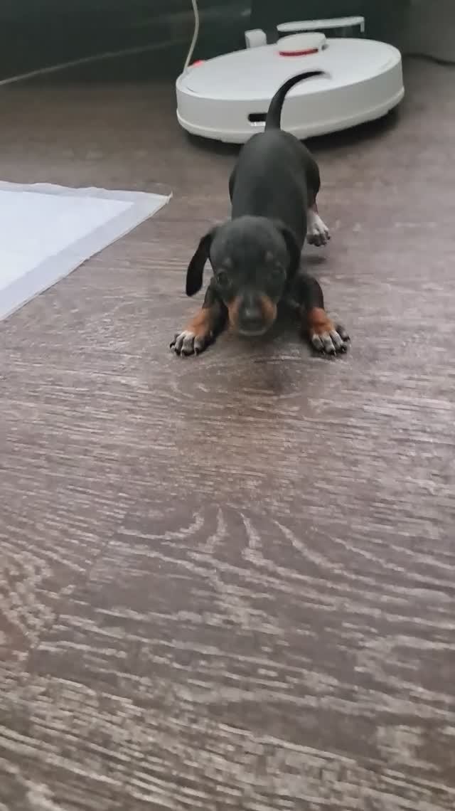 Такса Диди передаёт Вам привет!😍😍😍