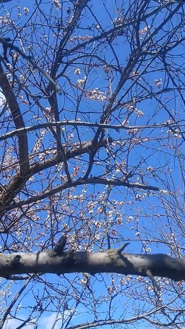 1000016585.mp4Дача 2026г.  30.04.2026г.