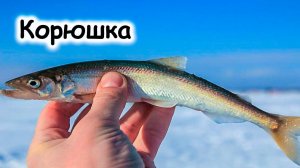 Корюшка