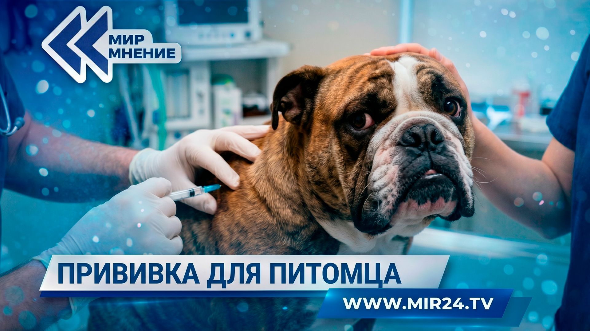 Прививка против бешенства для питомца. Почему ее необходимо делать каждый год?