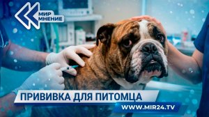 Прививка против бешенства для питомца. Почему ее необходимо делать каждый год?