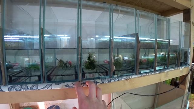 Отстойник готов. Гуппи родила