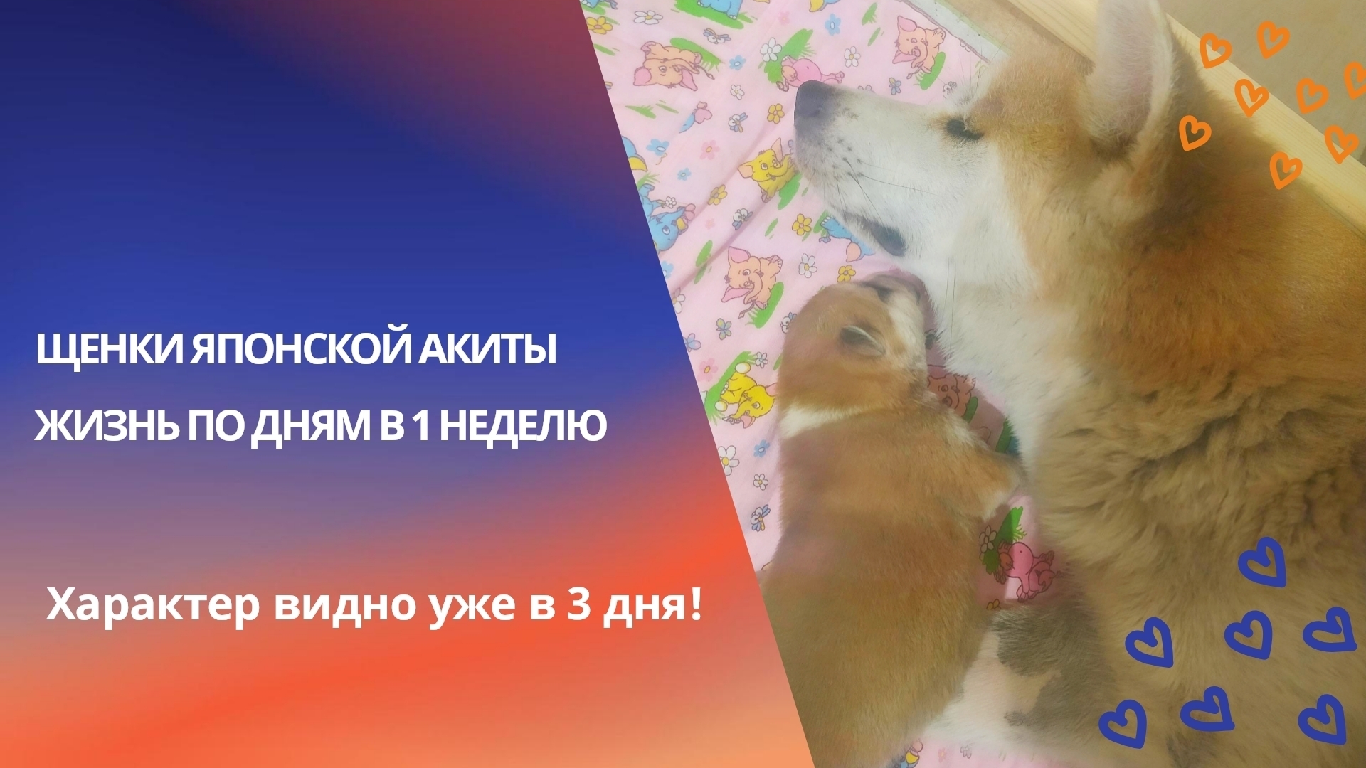 Щенки акиты: неделя чудес! Японская Акита по дням в первую неделю