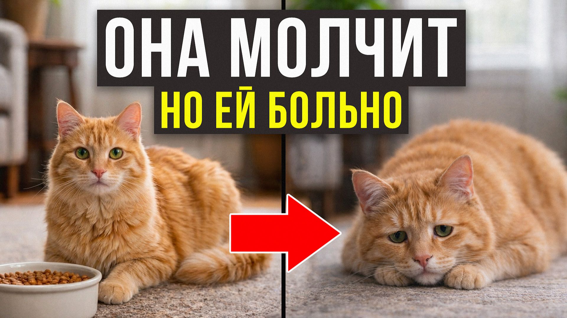 Не игнорируйте ЭТо! 5 ТИХИХ признаков, что вашей кошке ПЛОХО!