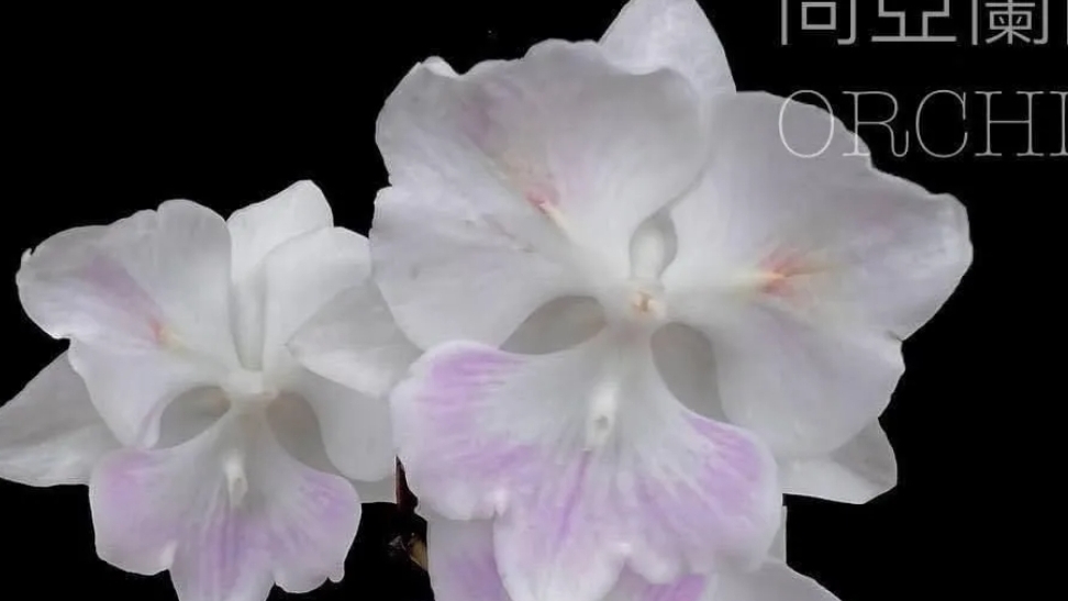 Распаковка орхидеи 