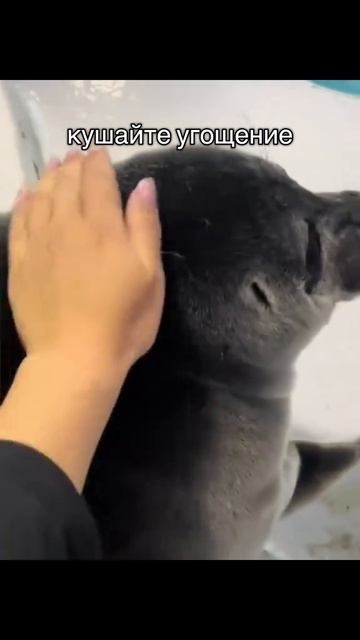 вы будете кушать угощение?