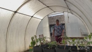 Высадила в холодную землю