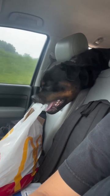 Бургер, достану тебя! когда нибудь 😏!))