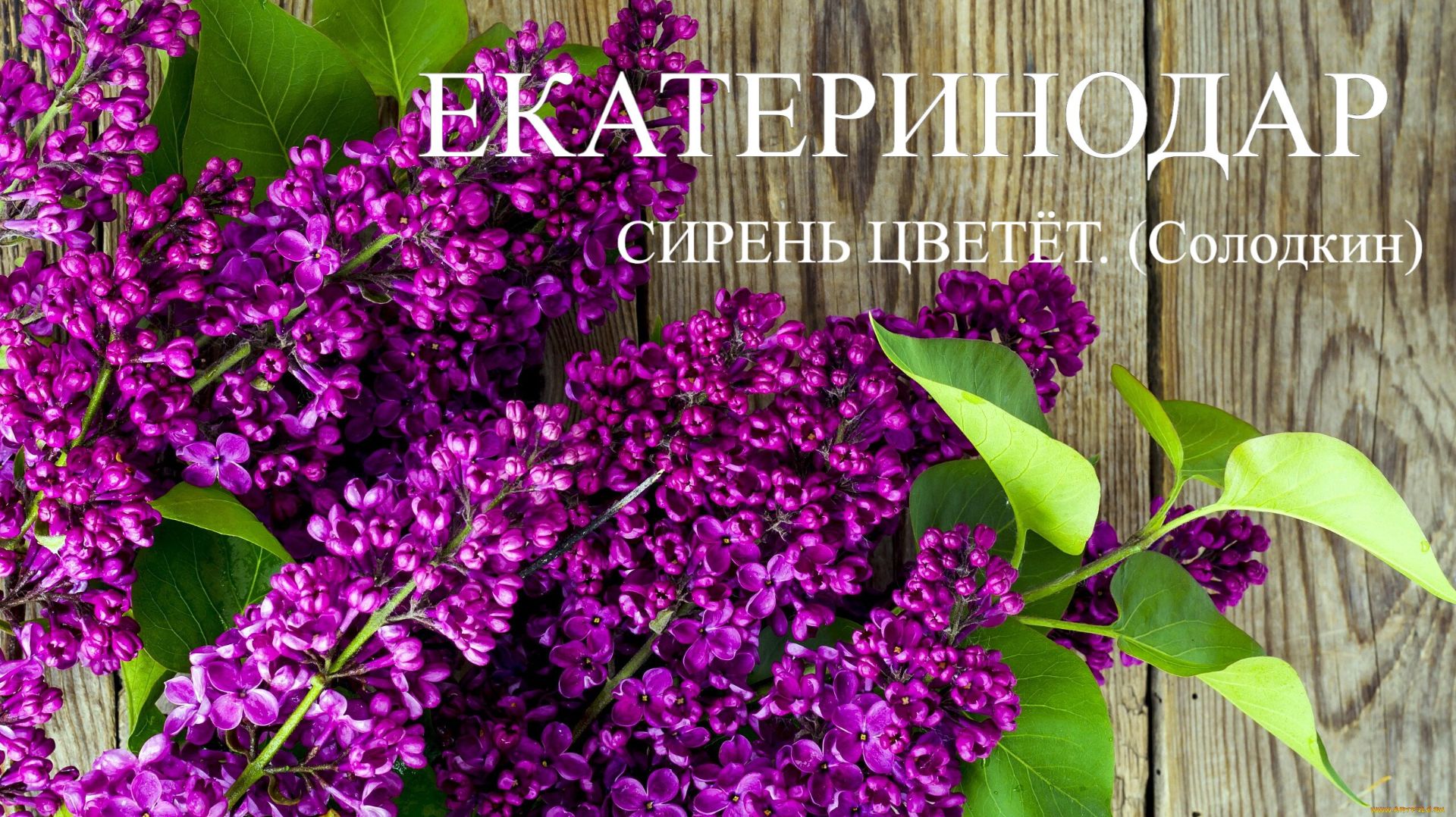 ЕКАТЕРИНОДАР - СИРЕНЬ ЦВЕТЕТ. Солодкин