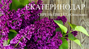 ЕКАТЕРИНОДАР - СИРЕНЬ ЦВЕТЁТ. (Солодкин)