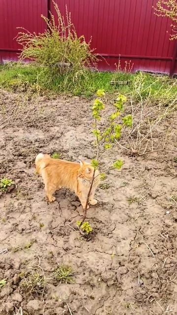 Альфушка похож на рысенка❓🙀