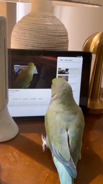 Из жизни попугаев