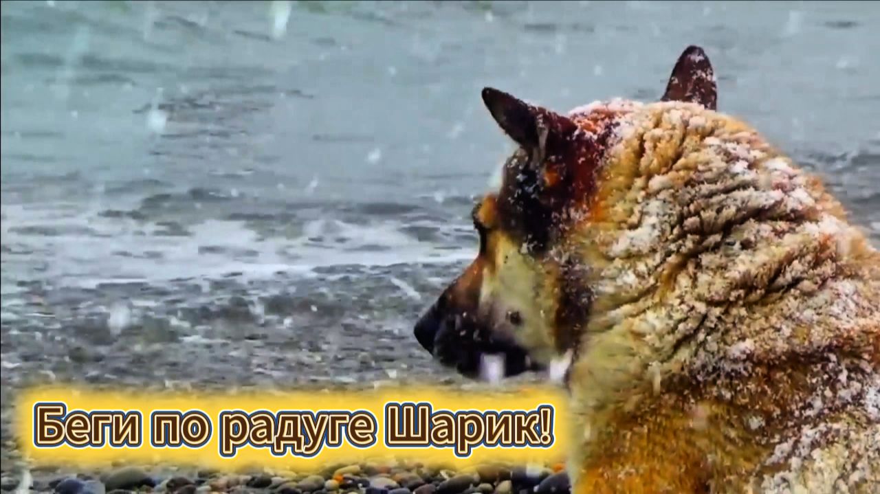 БЕГИ ПО РАДУГЕ ШАРИК!  ЛАЗАРЕВСКОЕ СОЧИ