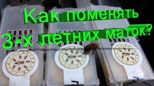 Маткам по 3 года: пора менять. Как, когда и без потери медосбора? Отвечает Кашковский 👑🐝