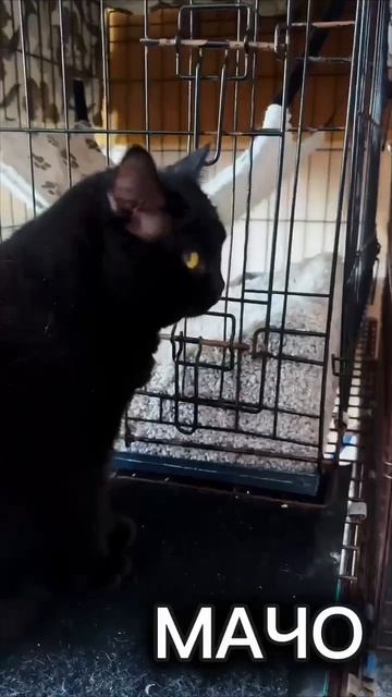 Мачо ждёт тебя